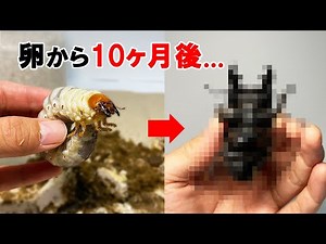 The result of raising giant larvae from eggs for about 10 months...
