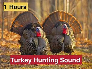 Wild Turkey Hunting Sound 1 Hour 🦃 | Real USA Turkey Call Audio1 Hour Wild Turkey Sounds for Hunting