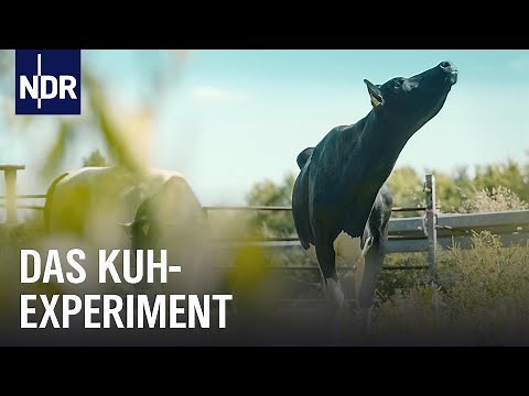 Reupload: Hochleistungs-Milchvieh - Wie viel Instinkt steckt in der Kuh? | Doku | NDR Story