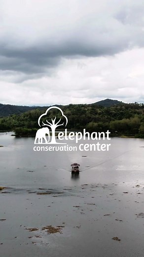 Elephant Conservation Center in Laos: Experience Nature