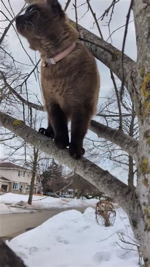 Tree Hugging Routine