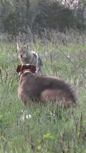 #foxpro #dog #animals #nature #wildlife