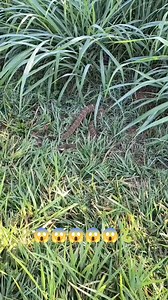 993 reactions · 14 shares | Olha só para ela muito perigoso #criadordeconteudodigital #natureza #criador | Zé Do Preá | Facebook