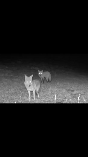 People say coyotes always kill foxes. Our cameras say otherwise. Nature has balance, we’re the wild card. Note: For those unfamiliar with backstory~ There are two bonded kits who regularly bully a third. The Coyote has been observed protecting the bullied kit. They are pals. @followers #WildlifeFacts #UrbanWildlife #Coexist #ProtectWildlife #Coyote #Fox #Coexistence #UrbanWildlife #RespectWildlife #Coyote #Fox #sharetheplanet #friendship #respect #kindness #foxandthehound #foxandhound #sentientb