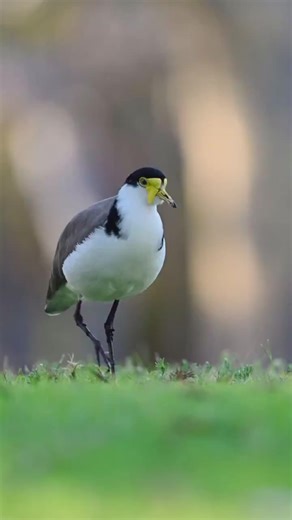 5.5K views · 14 reactions | The Masked Lapwing, also known as the...