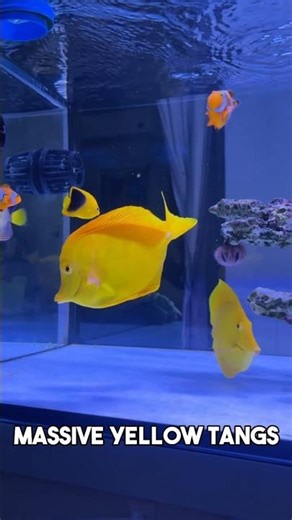 Massive yellow tang