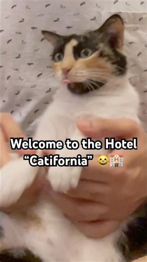 My first musical- Hotel California 🏨 #cat #catshorts #hotelcalifornia