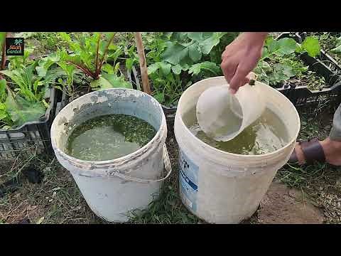 From Waste to Wonder: The DIY Fertilizer You Need to Try!