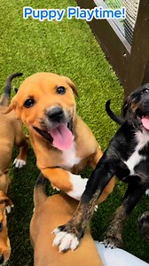 9.5K views · 292 reactions | These adorable Mixed Breed puppies are...