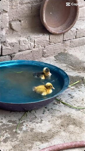 😃😃😃😍😋 Duckling #petsvlog #pets #duck #shorts #viralshort
