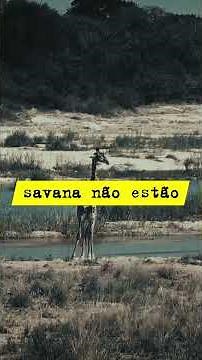 SAVANA AFRICANA: O Segredo da Sobrevivência #natureza #africa