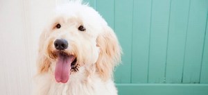 What Should You Know About the Straight Hair Goldendoodle?