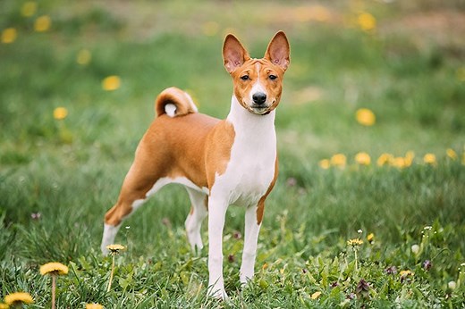Basenji Facts You May Not Know