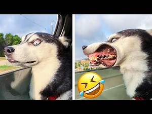 「絶対笑う」最高におもしろ犬,猫,動物のハプニング, 失敗画像集 #17
