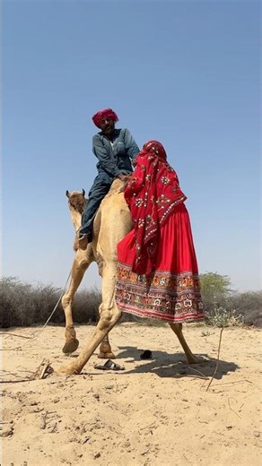 لحظة عصيبة أثناء ركوب الجمل | قُطعت يد مزارع عجوز وسقطت زوجته أرضًا