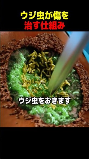 ウジ虫が傷を治す仕組み