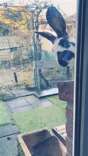 Das Kaninchen gerne klettert #rabbit #bunny