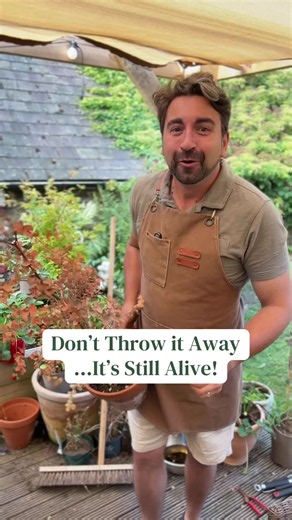 Think your plant has died? 🌱 Think again. Before you throw it away, check for these signs that it’s still alive and could make a full comeback. Today’s Gardening tips will show you just how easy it is to help your plant recover and thrive in your garden even after transplant shock. #gardeningtips #planttips #eucalyptus #newplants #plantcare