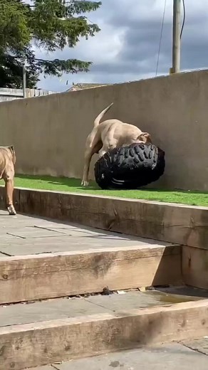 American_Bully on TikTok