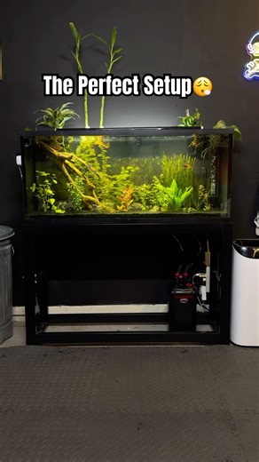 The Perfect Setup 😮‍💨 | 55 Gallon Aquarium #aquarium #aquariumsetup #plantedtank #plantedaquarium