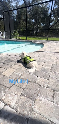 A day in my life. Mom says weekends are for some R&R. So I guess I will try and rest and not fall in again, I am still a little clumsy and learning about this big bathtub outside. Friends enjoy your weekend! #sunny #westhighlandterrier#whereiswatson#mylife #dog