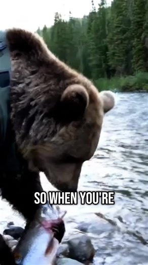 Bear Fishing Adventure: Catching Salmon In The Wild