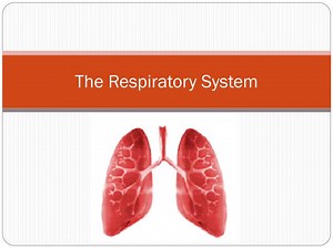 The Respiratory System - SlideServe
