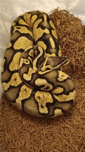 Firefly Chocolate Orange Dream ♂ 🐍🔥 | Future Breeder Spotlight