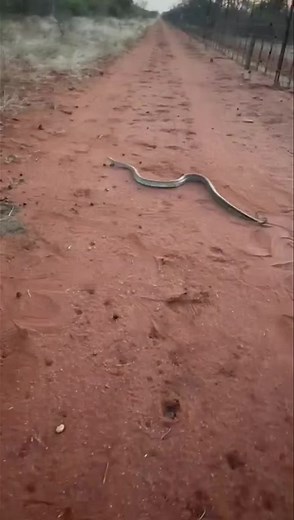 🐍 Unexpected Visitor on Fence Duty! While doing our routine fence checks today, we had a surprise encounter with this magnificent python! Nature always keeps us on our toes. 🌿👀 #EpicHuntingSafari #WildlifeEncounters #PythonSpotting #FenceCheckAdventures #NatureUpClose | Epic Hunting Safaris