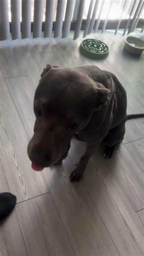 This Dog Just Ate 5 Plates of Food… He’s Still Hungry! 😂🐶