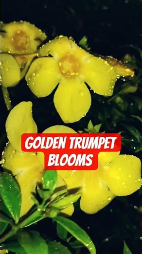 Golden Trumpet blooms #foryou #YellowBell #GoldenTrumpet #edit #short #fyp #explore #like #shorts