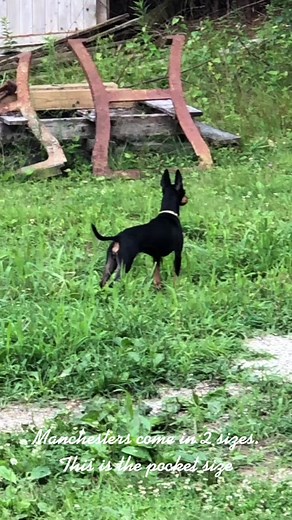 Rescuing Lila: The Heartwarming Journey of a Toy Manchester Terrier