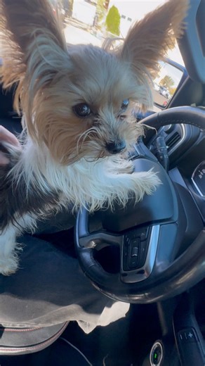 Benji loves to drive | Tim Marquez