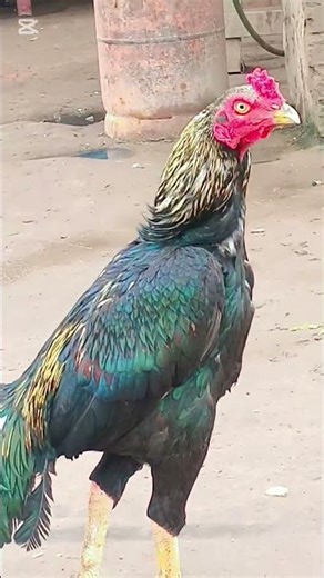 Java aseel beautiful rooster|#aseelmurga #yuotubeshorts #adaseel