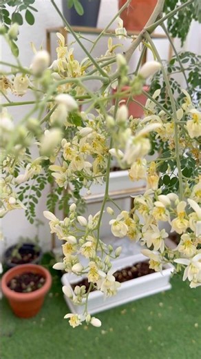 “Moringa Tree Growing in Dubai! 🌿 Desert Superfood!” #shendiaries