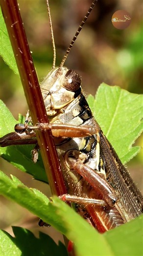 A Grasshopper Like You've Never Seen Before