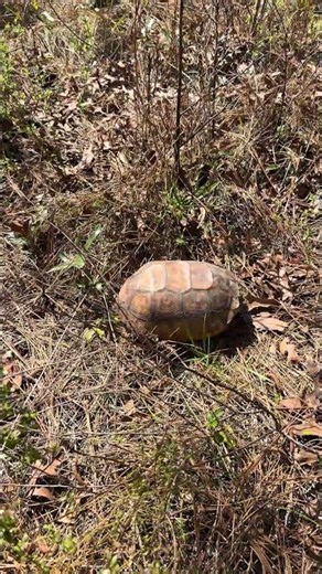 Wild Turtle 🐢 Soaking Up The Sun on Croom “A” Loop Trail in Withlacoochee State Forest #turtle