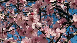 Spring trees bloom. Cherry Blossom Blossoming cherry tree in full bloom on blue sky background, sakura flower.