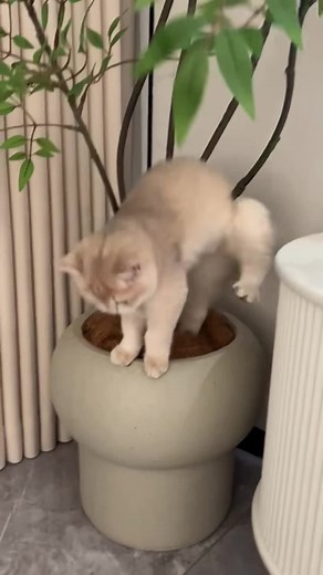 Play with me or l’ll mess around#kitty #cat #cutecat
