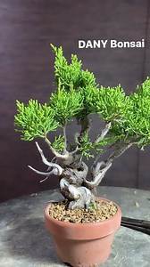丹尼BONSAI DANY on Instagram: "丹尼真柏 打造6cm世界～迷你盆栽"