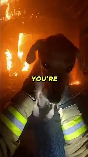 Firefighter Rescues White Labrador At The Last Second!