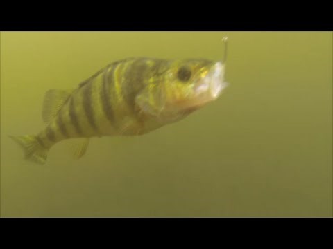 Perch fishing with live bait (minnows)