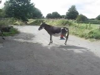 Feeding time at the wonderful Island Farm Donkey Sanctuary. In spring and summer, the Donkeys spend the day in the pasture and then around 4h30 pm they return to their barn for their dinner. Video I took during my visit to this wonderful sanctuary in August 2016. ~ Ariane The Sanctuary was founded in 1983 by John McLaren and became a registered charity in the UK in 2000. Island farm Donkey Sanctuary is the home of 105 rescued Donkeys, 2 Mules, 2 ponies, PERCY the Pig, 3 Goats, Chickens, Geese,Ca