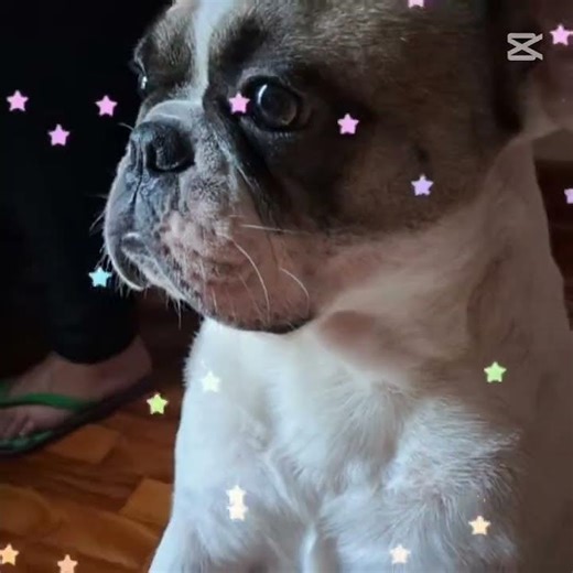 hoy subo el video de among us en la tarde #frenchie #perritos #edit