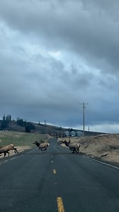 Incredible moment a herd of Elk cross a road 😲 🦌 | Furry Tails