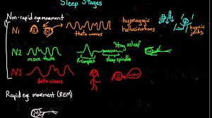 Sleep stages and circadian rhythms