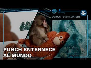 La historia de Punch, el mono bebé, que conmovió al mundo