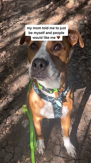 Harvey the Rescue Dog: Embracing Authenticity on DogTok