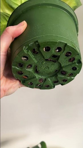 Bottom Watering: What Is It?