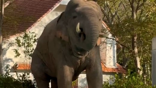 Wild elephant wanders into hotel to drink from swimming pool